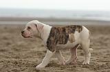 BOULEDOGUE AMERICAIN 153